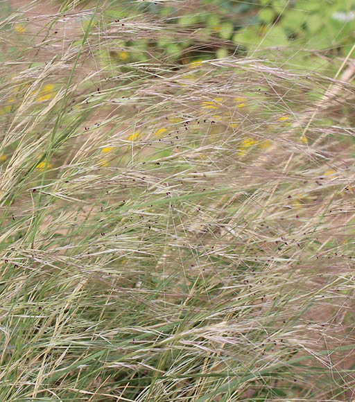  Aristida purpurea var. purpurea 